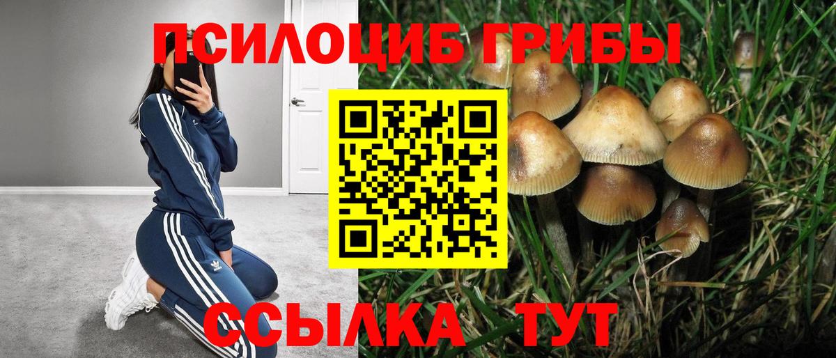 Североморск  Галлюциногенные грибы Cubensis  Вход с VPN 